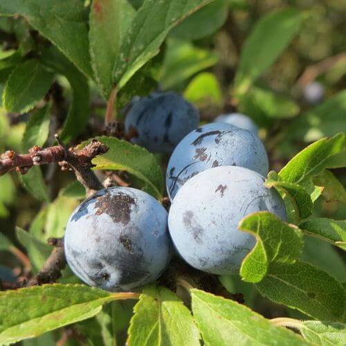 Prunellier - Epine noire (Prunus spinosa)