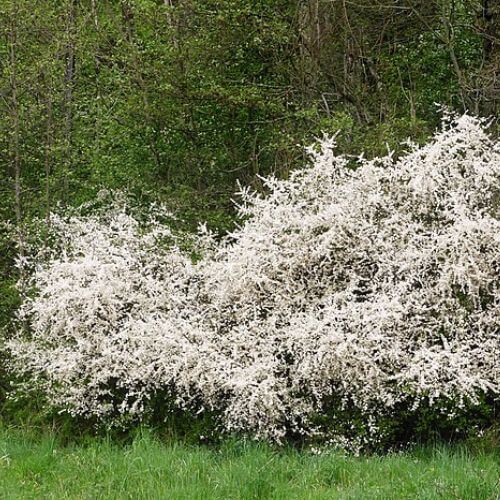 Prunellier - Epine noire (Prunus spinosa)