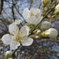 Prunellier - Epine noire (Prunus spinosa)