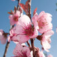 Pêcher à Feuilles Pourpres (Prunus persica rubira)