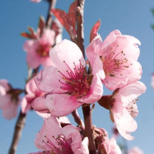 Pêcher à Feuilles Pourpres (Prunus persica rubira)