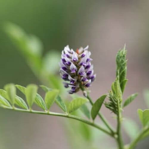 Réglisse (Glycyrrhiza glabra)