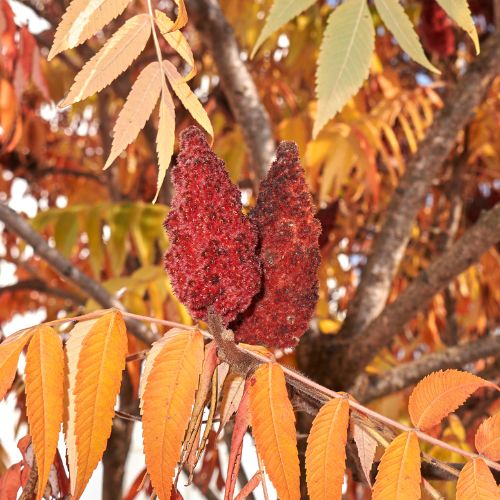 Sumac de Virginie - Vinaigrier (Rhus typhina)
