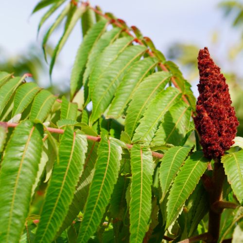 Sumac de Virginie - Vinaigrier (Rhus typhina)