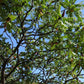 Sumac de Virginie - Vinaigrier (Rhus typhina)