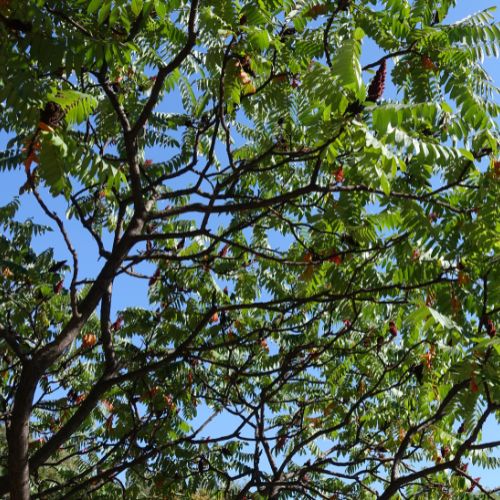 Sumac de Virginie - Vinaigrier (Rhus typhina)