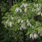 Robinier Faux-acacia (Robinia pseudoacacia)