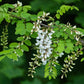 Robinier Faux-acacia (Robinia pseudoacacia)