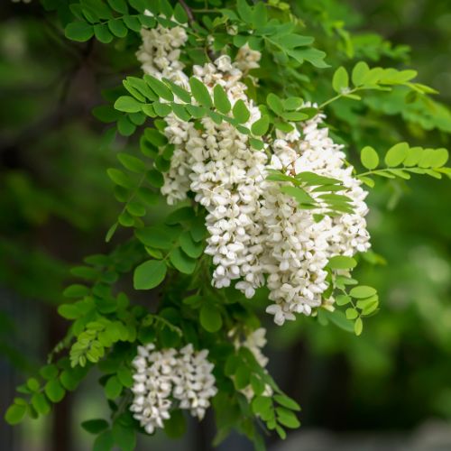 Robinier Faux-acacia (Robinia pseudoacacia)