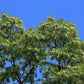 Robinier Faux-acacia (Robinia pseudoacacia)