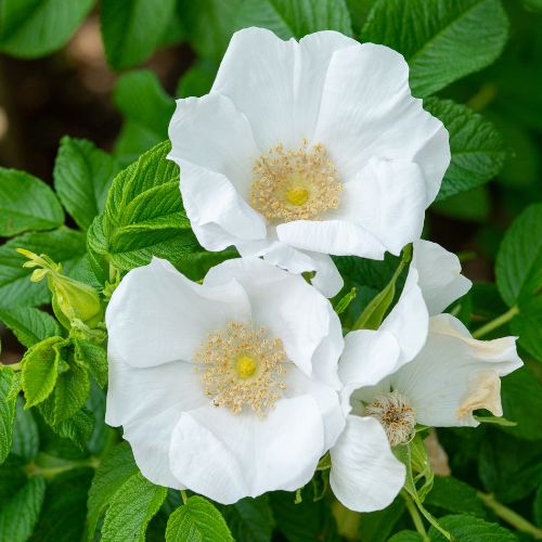 Rosier Rugueux Blanc (Rosa rugosa alba)