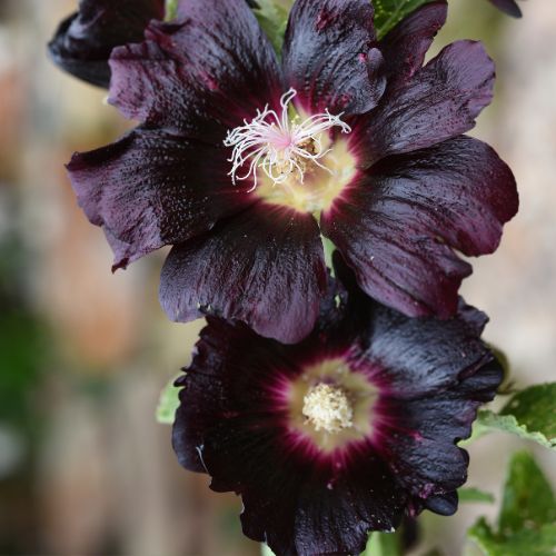 Rose Trémière Noire (Alcea rosea nigra)