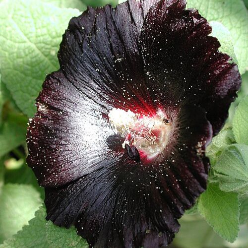 Rose Trémière Noire (Alcea rosea nigra)