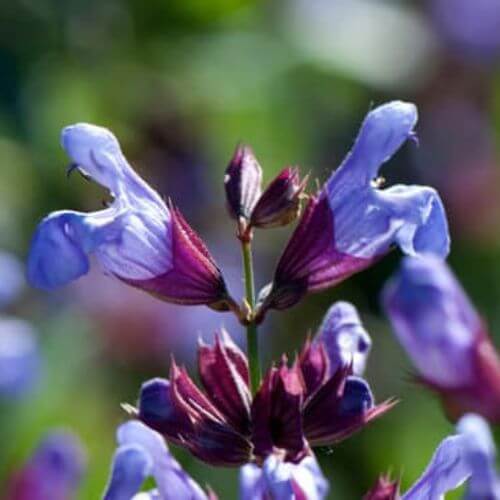 Sauge Officinale (Salvia officinalis)