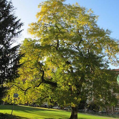 Sophora du Japon (Sophora japonica)