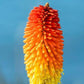 Tison de Satan (Kniphofia uvaria 'grandiflora')