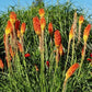 Tison de Satan (Kniphofia uvaria 'grandiflora')