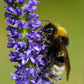 Véronique en épi (Veronica spicata)