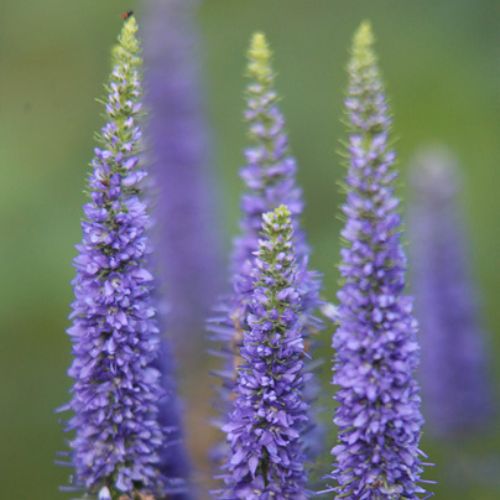 Véronique en épi (Veronica spicata)