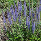 Véronique en épi (Veronica spicata)