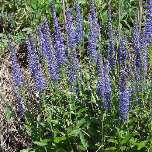 Véronique en épi (Veronica spicata)