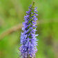 Véronique en épi (Veronica spicata)
