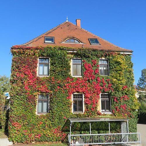 Vigne vierge de Veitch (Parthenocissus tricuspidata veitchii)