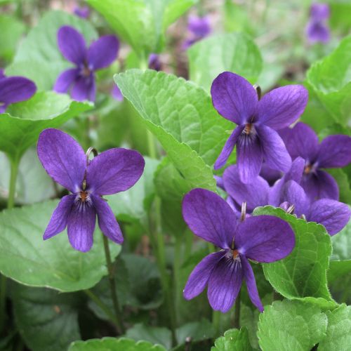 Violette Odorante (Viola odorata)