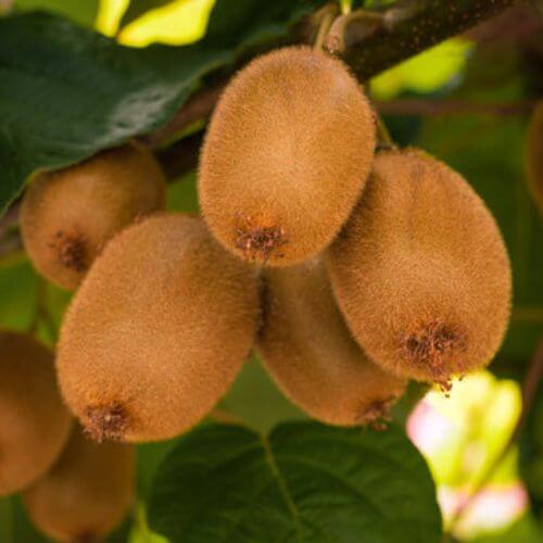 Kiwi (Actinidia chinensis)