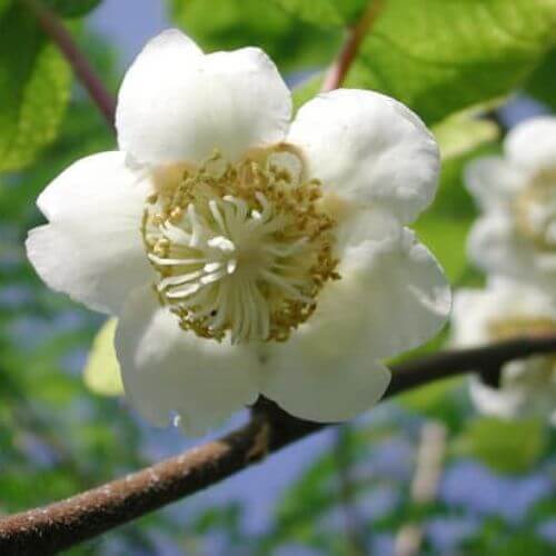 Kiwi (Actinidia chinensis)