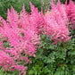 Astilbe de Chine (Astilbe Chinensis)