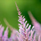 Astilbe de Chine (Astilbe Chinensis)