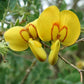 Baguenaudier (Colutea arborescens)