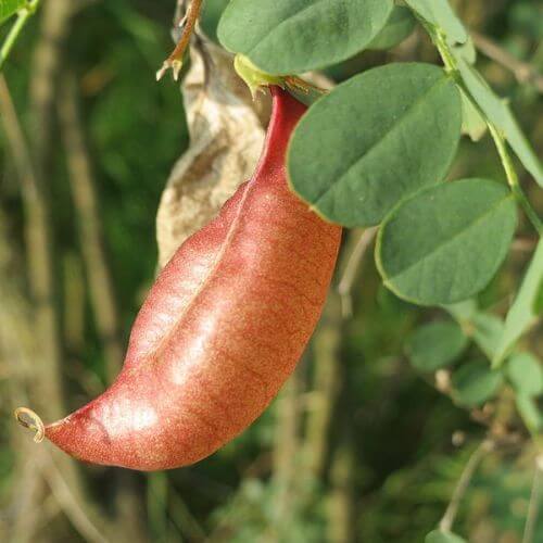 Baguenaudier (Colutea arborescens)