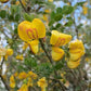 Baguenaudier (Colutea arborescens)