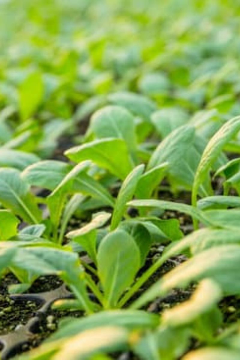 Pépinière jardinerie à Ploërmel - Achat / Vente de plantes en ligne - Le Jardin d'Edhen