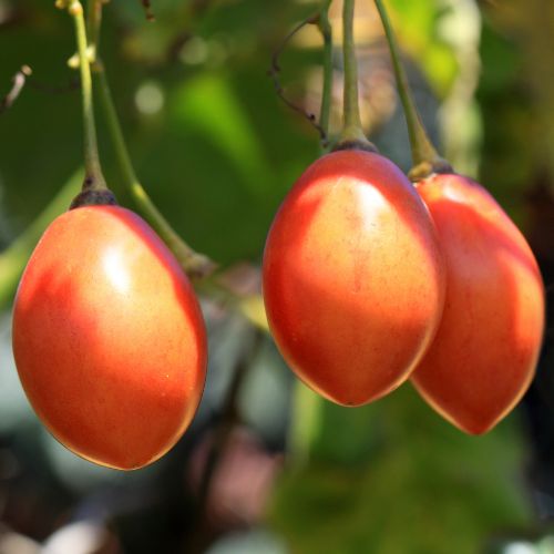 Tomate en Arbre - Tamarillo (Cyphomandra betacea)