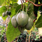 Tomate en Arbre - Tamarillo (Cyphomandra betacea)